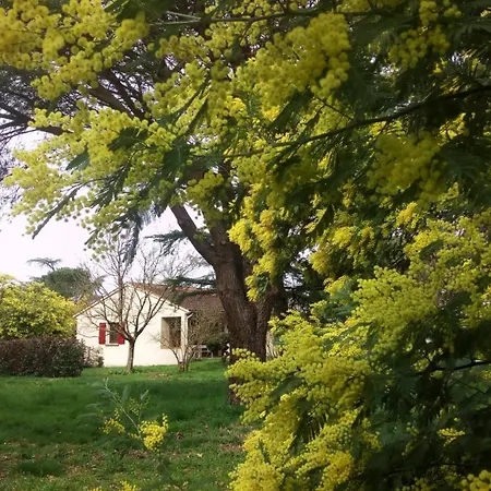 Les Mimosas Holiday home