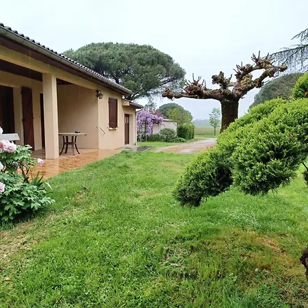 Les Mimosas 布朗斯
